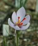 Crocus cartwrightianus_a_res.jpg.jpg