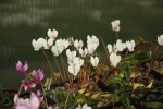 Cyclamen hederifolium album_b_res.jpg.jpg