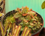 Drosera slackii_b_res.jpg.jpg