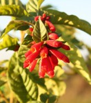 Cestrum fasciculatum_d_res.jpg.jpg