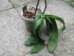 Phalaenopsis -jak vypadal.jpg