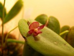 Pleurothallis sphaerantha 07.JPG