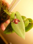 Pleurothallis sphaerantha 08.JPG