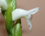 Spiranthes odorata 34.JPG