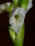 Spiranthes odorata 35.JPG