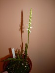 Spiranthes odorata 38.JPG