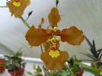 Oncidium enderianum.JPG