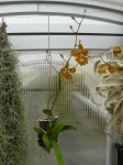 Oncidium enderianum-rostlina.JPG