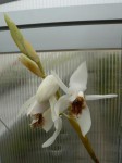 Coelogyne barbata-květenství.JPG