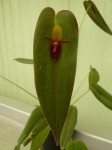 Pleurothallis ascera-list.JPG