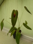 Pleurothallis ascera-rostlina.JPG