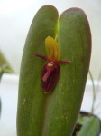 Pleurothallis ascera1.JPG