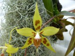 Odontoglossum kegeljanii3.JPG