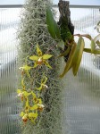 Odontoglossum kegeljanii-rostlina.JPG