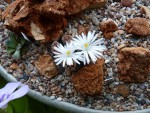 Lithops.JPG