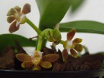 Gastrochilus acutifolius (4).JPG