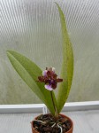 Lophiaris lanceana-rostlina.JPG