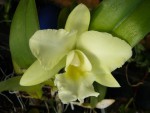 Blc. Magic Medow Napoleon.jpg