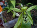 Coelogyne mayeriana.jpg