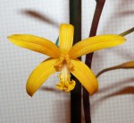 Laelia mixta.JPG