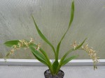 Odontoglossum crocidipterum-rostlina.JPG