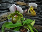 Paph.a.jpg