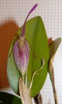 Restrepia aristulifera.JPG