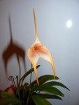 Masdevallia hybrid.JPG