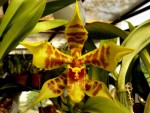 Odontoglossum schliperianum.jpg