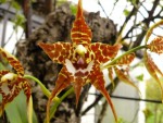 Odontoglossum cordatum.jpg