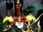 Odontoglossum grande.jpg