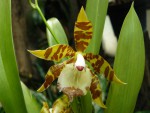 Odontoglossum spectatissimum.jpg