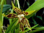 Odontoglossum. cristatellum.jpg