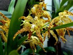 Odontoglossum. praestans.jpg