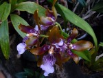 Odontoglossum wyattianum.jpg