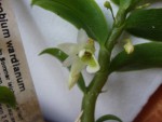 Dendrobium.jpg