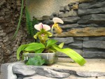 Paph.spicerianum.jpg