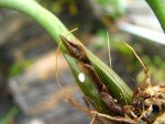 Bulbophylum bicolor.jpg