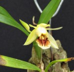 Coelogyne fimbriata 1.jpg