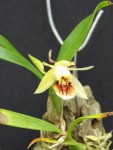 Coelogyne fimbriata 2.jpg