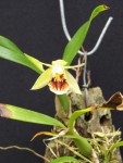 Coelogyne fimbriata 3.jpg