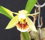 Coelogyne fimbriata 4.jpg