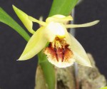 Coelogyne fimbriata 5.jpg