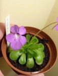 Pinguicula cyclosecta.JPG