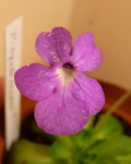 Pinguicula cyclosecta 01.JPG