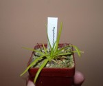 Pinguicula moctezumae.JPG