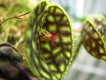 Lepanthes.jpg