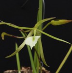 Brassavola nodosa 1.jpg