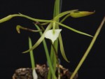 Brassavola nodosa 3.jpg