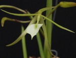 Brassavola nodosa 4.jpg